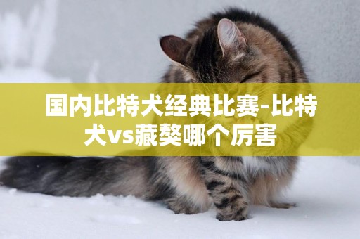 國內比特犬經典比賽-比特犬vs藏獒哪個厲害