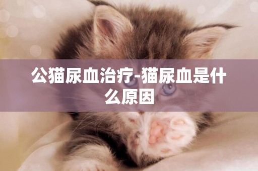 公貓尿血治療-貓尿血是什么原因