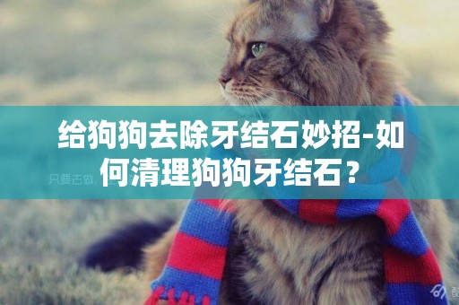 給狗狗去除牙結石妙招-如何清理狗狗牙結石？