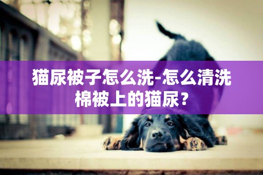 貓尿被子怎么洗-怎么清洗棉被上的貓尿？