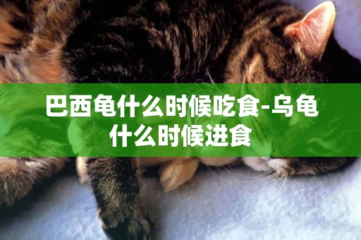 巴西龜什么時候吃食-烏龜什么時候進食