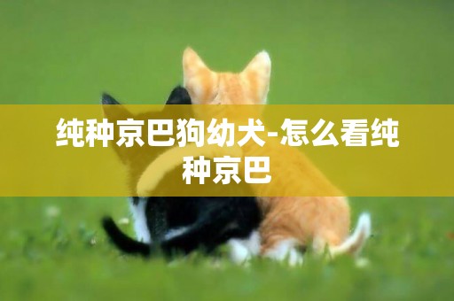 純種京巴狗幼犬-怎么看純種京巴
