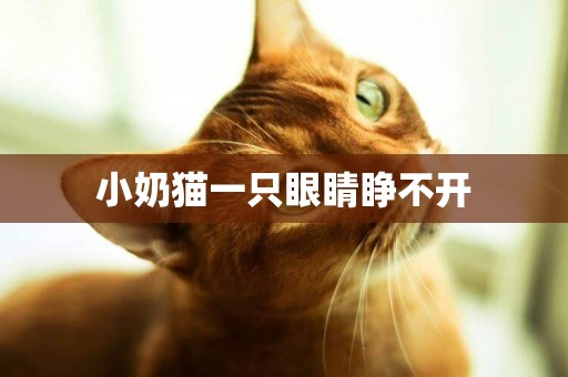 小奶貓一只眼睛睜不開