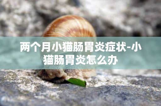 兩個月小貓腸胃炎癥狀-小貓腸胃炎怎么辦