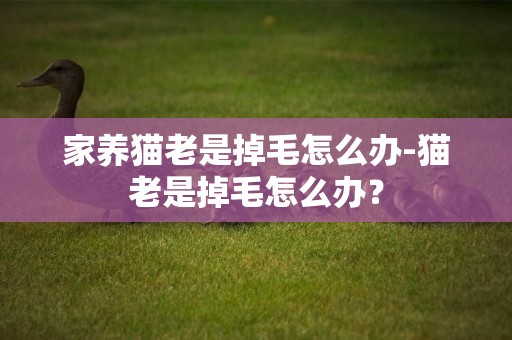 家養貓老是掉毛怎么辦-貓老是掉毛怎么辦？