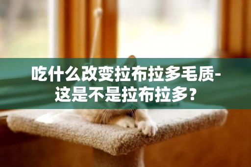 吃什么改變拉布拉多毛質-這是不是拉布拉多？