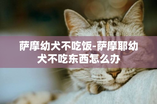 薩摩幼犬不吃飯-薩摩耶幼犬不吃東西怎么辦