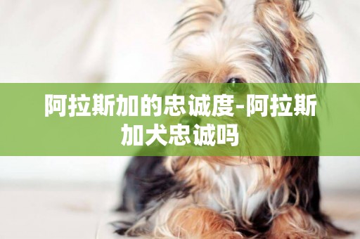 阿拉斯加的忠誠度-阿拉斯加犬忠誠嗎