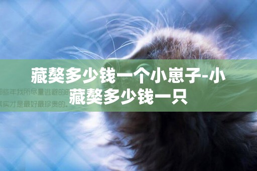 藏獒多少錢一個小崽子-小藏獒多少錢一只