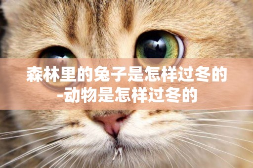 森林里的兔子是怎樣過冬的-動物是怎樣過冬的