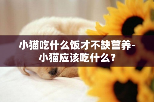 小貓吃什么飯才不缺營養-小貓應該吃什么？