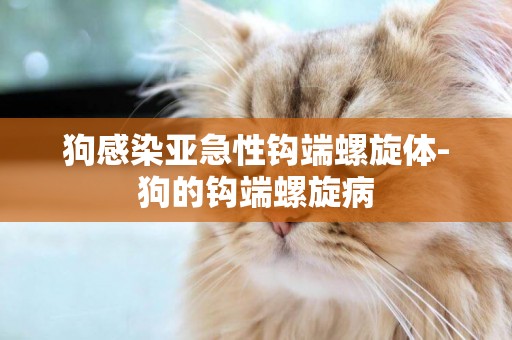 狗感染亞急性鉤端螺旋體-狗的鉤端螺旋病