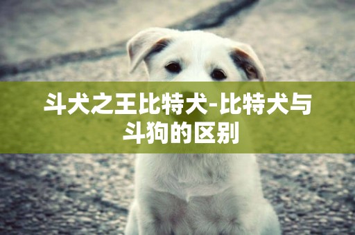 斗犬之王比特犬-比特犬與 斗狗的區別