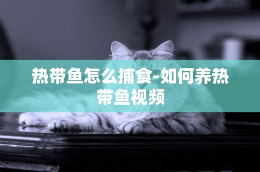 熱帶魚怎么捕食-如何養熱帶魚視頻