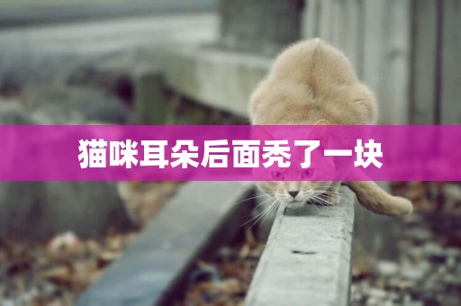 貓咪耳朵后面禿了一塊