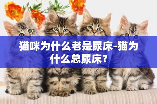 貓咪為什么老是尿床-貓為什么總尿床？