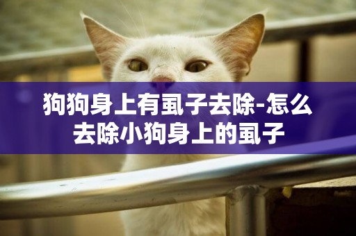 狗狗身上有虱子去除-怎么去除小狗身上的虱子