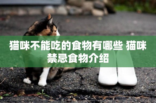貓咪不能吃的食物有哪些 貓咪禁忌食物介紹