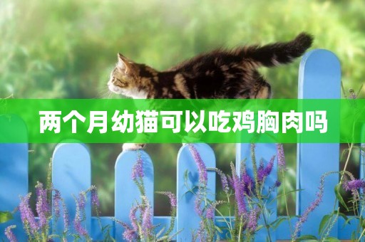兩個月幼貓可以吃雞胸肉嗎
