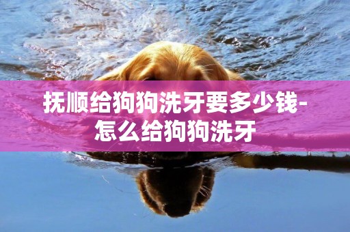 撫順給狗狗洗牙要多少錢-怎么給狗狗洗牙