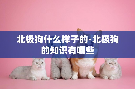 北極狗什么樣子的-北極狗的知識有哪些