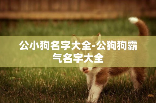 公小狗名字大全-公狗狗霸氣名字大全