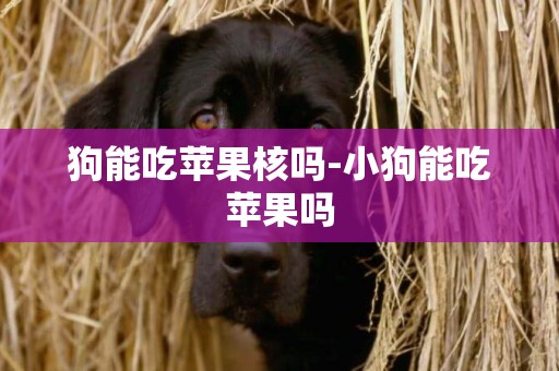 狗能吃蘋果核嗎-小狗能吃蘋果嗎