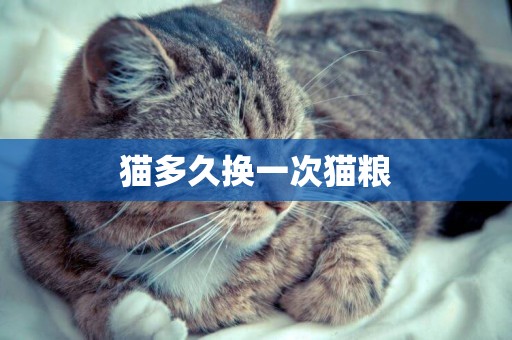 貓多久換一次貓糧