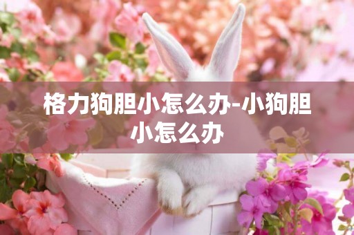 格力狗膽小怎么辦-小狗膽小怎么辦