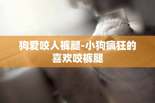 狗愛咬人褲腿-小狗瘋狂的喜歡咬褲腿