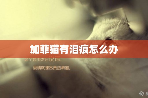 加菲貓有淚痕怎么辦