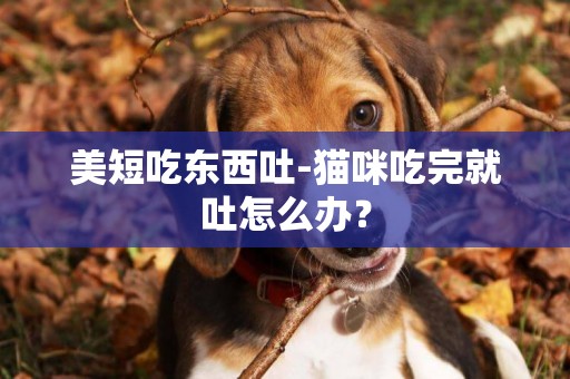 美短吃東西吐-貓咪吃完就吐怎么辦？