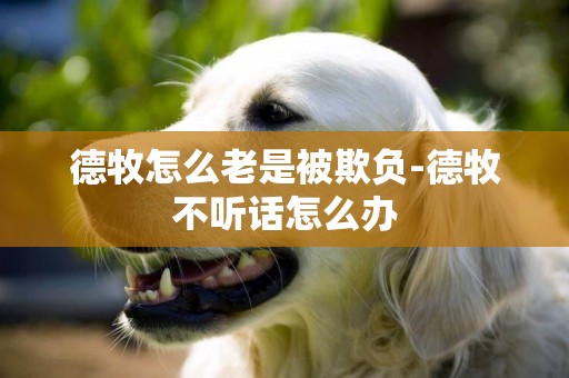 德牧怎么老是被欺負-德牧不聽話怎么辦
