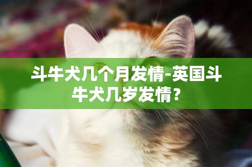 斗牛犬幾個月發情-英國斗牛犬幾歲發情？