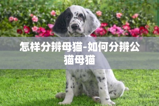 怎樣分辨母貓-如何分辨公貓母貓