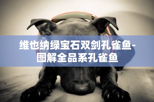 維也納綠寶石雙劍孔雀魚-圖解全品系孔雀魚