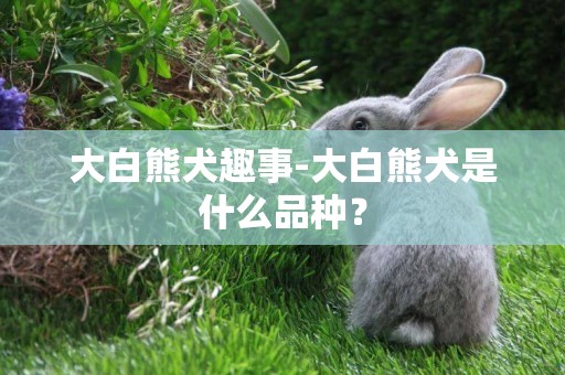 大白熊犬趣事-大白熊犬是什么品種？