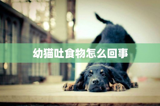 幼貓吐食物怎么回事