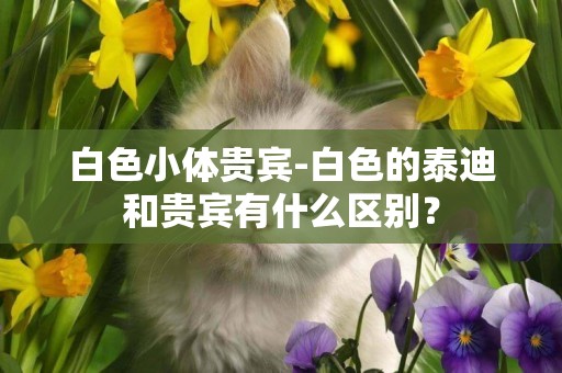 白色小體貴賓-白色的泰迪和貴賓有什么區別？