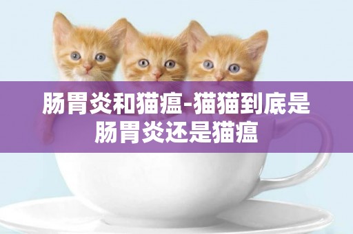 腸胃炎和貓瘟-貓貓到底是腸胃炎還是貓瘟