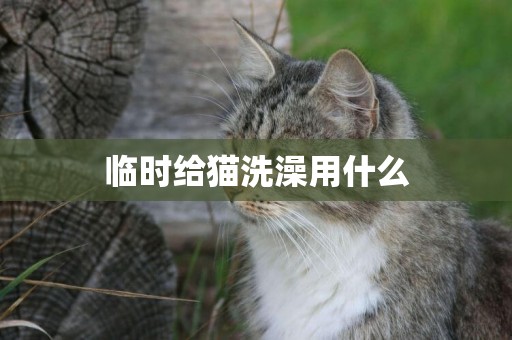 臨時給貓洗澡用什么