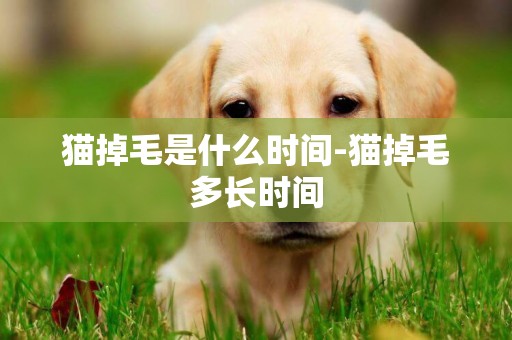 貓掉毛是什么時間-貓掉毛多長時間