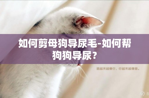 如何剪母狗導尿毛-如何幫狗狗導尿？