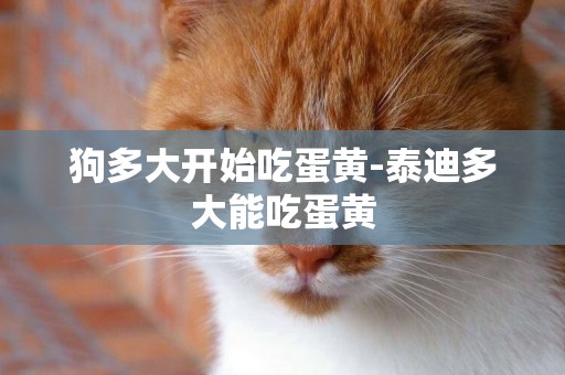 狗多大開始吃蛋黃-泰迪多大能吃蛋黃