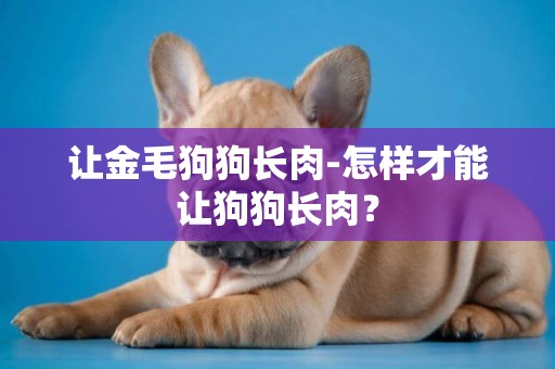 讓金毛狗狗長肉-怎樣才能讓狗狗長肉？
