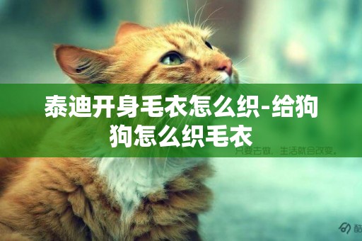 泰迪開身毛衣怎么織-給狗狗怎么織毛衣