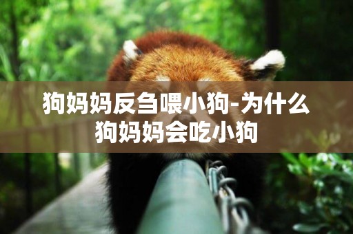 狗媽媽反芻喂小狗-為什么狗媽媽會吃小狗