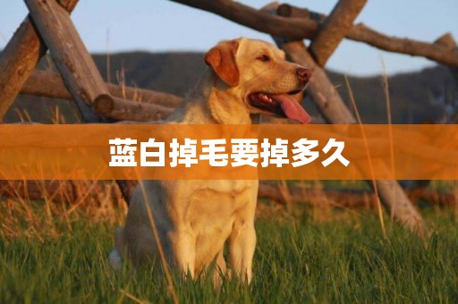藍白掉毛要掉多久