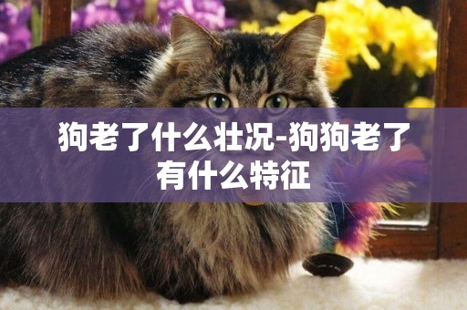 狗老了什么壯況-狗狗老了有什么特征