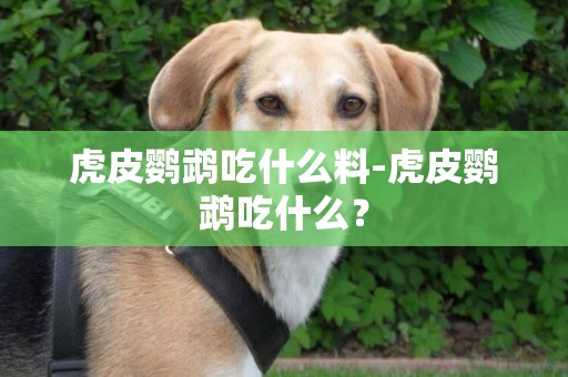虎皮鸚鵡吃什么料-虎皮鸚鵡吃什么？